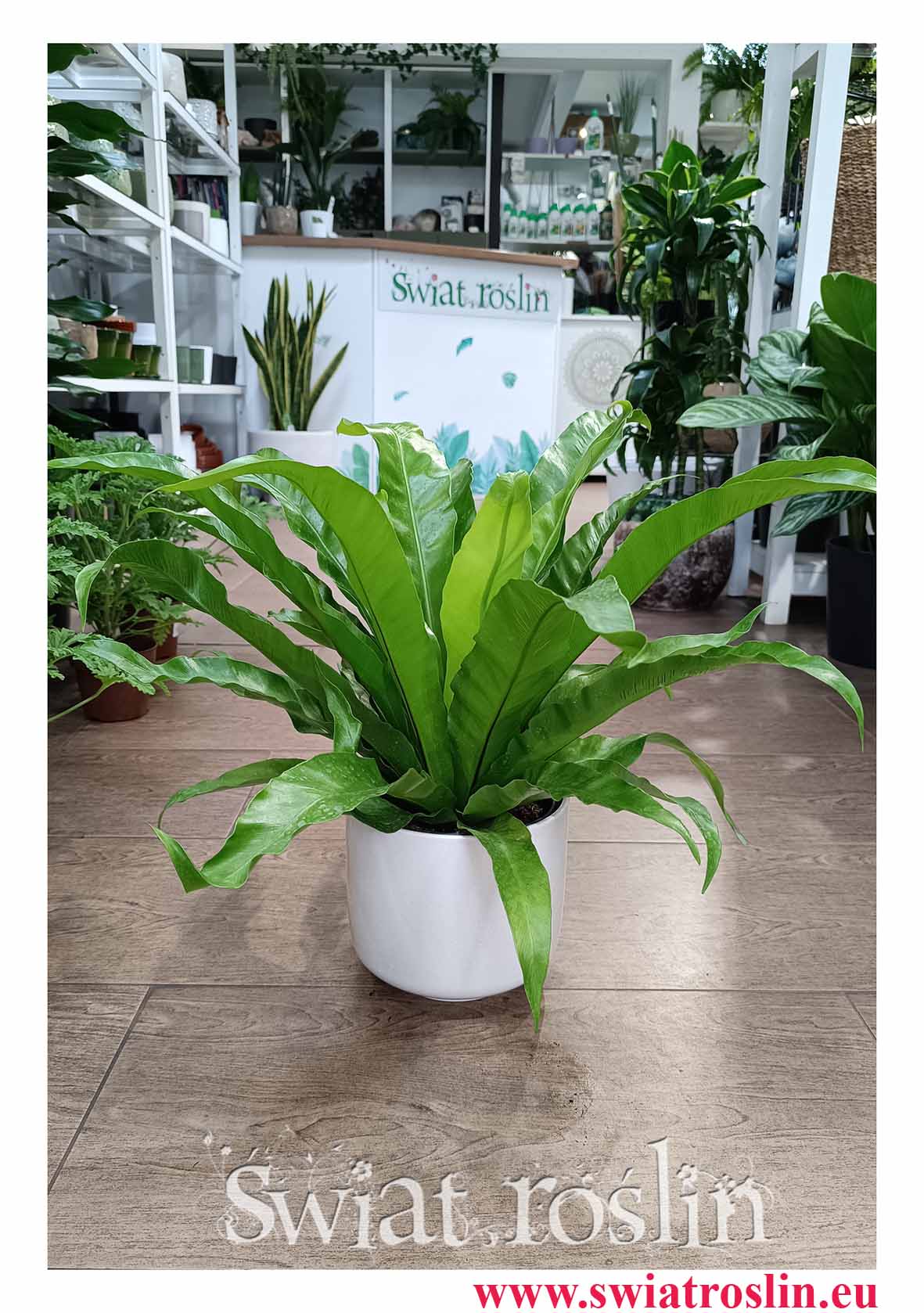 Asplenium Antiquum do biura do firmy dop hotelu do restauracji do kawiarni do salonu ze sklepu Świat Roślin, Zanokcica